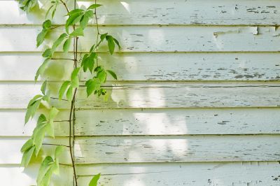 Dry Rot Can Destroy Your Siding