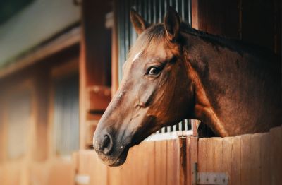 Horse Barn Installation