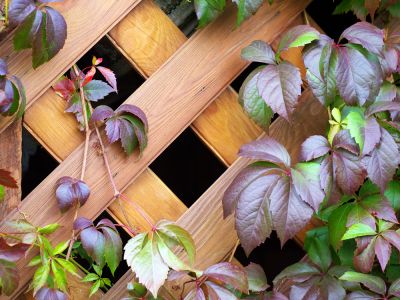 Trellis Installation